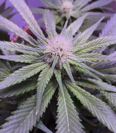 Big Bud XXL (Ministry Of Cannabis) Cannabis-Samen