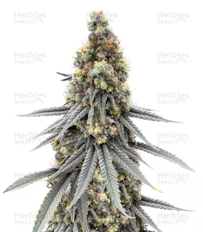 Blubonik (Genehtik Seeds) Cannabis-Samen