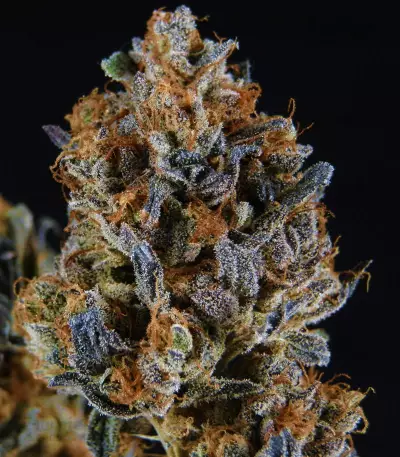 Brain Cake (Ripper Seeds) Cannabis-Samen