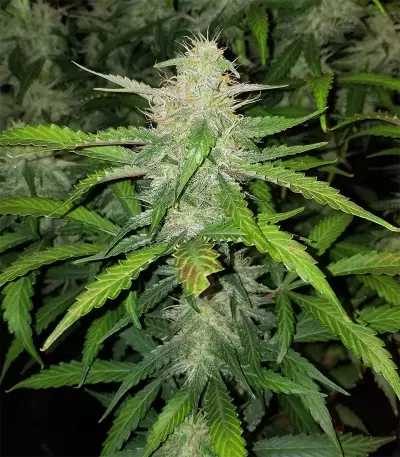 Chapita de Michoacan Regular (CannaBioGen) Cannabis-Samen