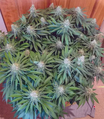 Critical Super Silver Haze (Delicious Seeds)