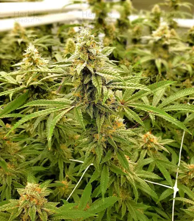 Gelato 33 (Advanced Seeds) Cannabis-Samen
