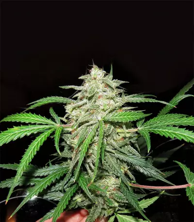 Mexican Sativa (Sensi Seeds) Cannabis-Samen