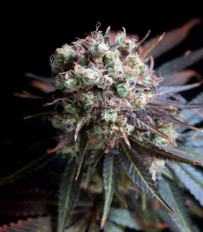 Morpheus CBD (Buddha Seeds) Cannabis-Samen