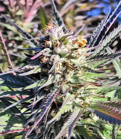 Nepal Kush (Flying Dutchmen) Cannabis-Samen