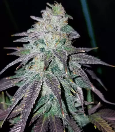 OGKZ (Humboldt Seeds Organization) Cannabis-Samen