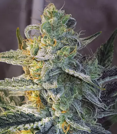 OGesus Auto (Expert Seeds) Cannabis-Samen
