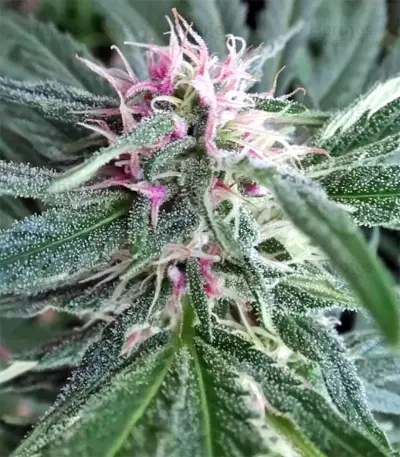 Panama regular (Ace Seeds) Cannabis-Samen