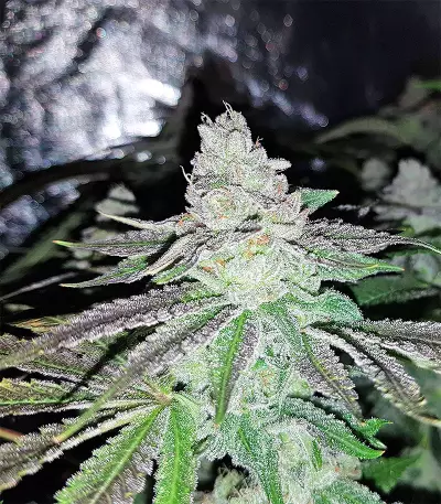Pineapple (Seedstockers) Cannabis-Samen