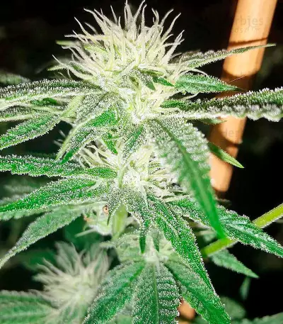 Sapphire OG (Humboldt Seeds Organization) Cannabis-Samen