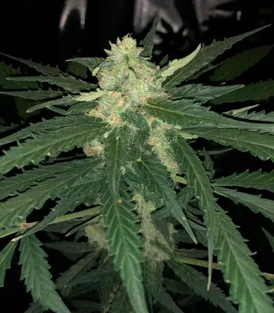 Super Critical Auto (GHS) Cannabis-Samen