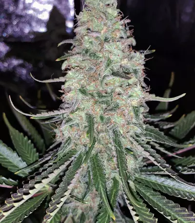 Sweet ZZ (Sweet Z) (RQS) Cannabis-Samen