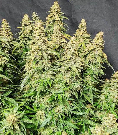 Wedding Cheesecake Auto (Fast Buds)