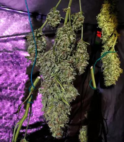 White Diesel Haze Automatic (White Label) Cannabis-Samen
