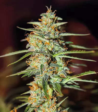 Acid Rain Autoflower feminisierte Samen (EGS)
