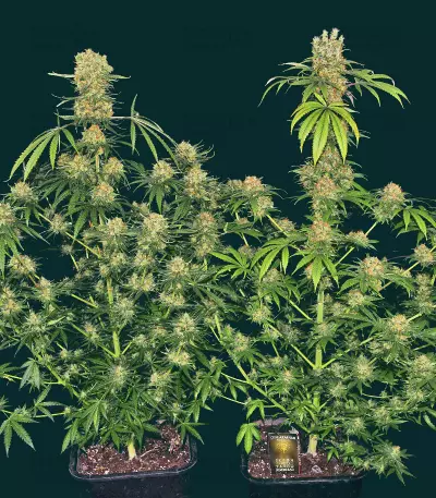 Barbara Bud (House of the Great Gardener Seeds) Cannabis-Samen