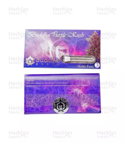 Buddha Purple Kush Auto (Buddha Seeds) Cannabis-Samen