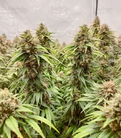 Californian Gold (Paradise Seeds) Cannabis-Samen