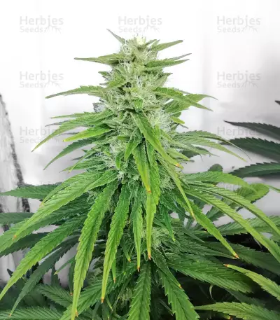 Chem OG (Female Seeds)