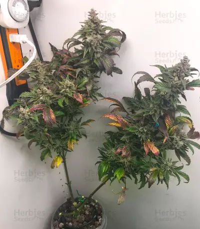 Chocolopez (BlimBurn Seeds)