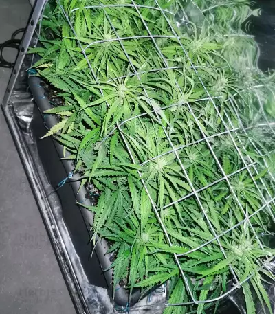 Cindy 99 (BlimBurn Seeds)