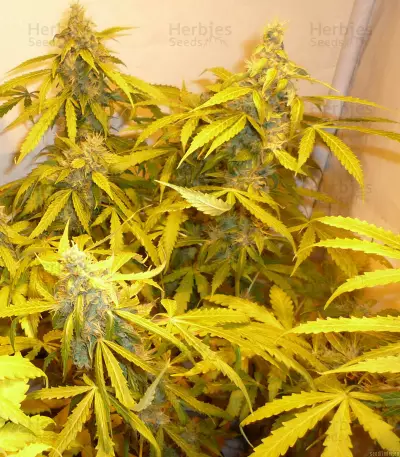 Custard Cream (Cream of the Crop Seeds)
