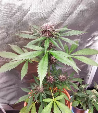 Dark Lemonade Auto feminisierte Samen (Delicious Seeds)