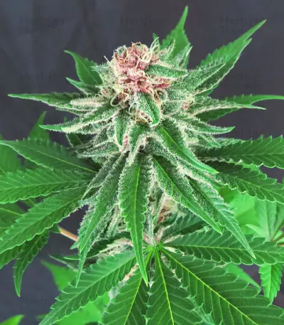 DDoS #33 feminisierte Samen (Herbies Seeds)