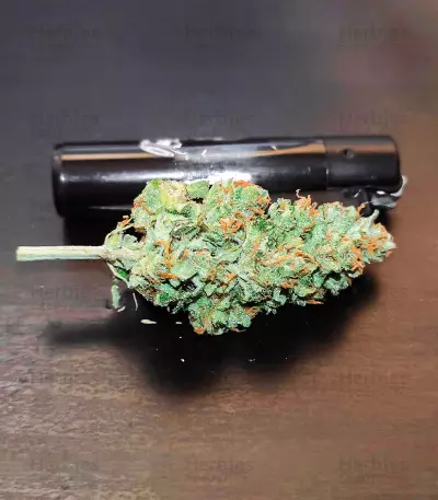 Dozy Whale feminisierte Samen (AlphaFem Seeds)