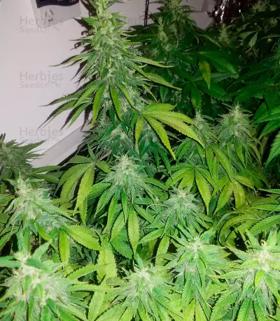 Fast & Vast Auto (Heavyweight Seeds) Cannabis-Samen