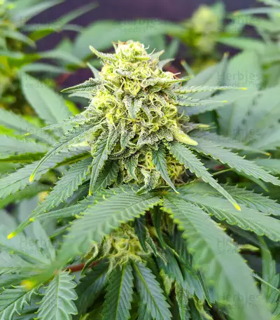 I'm Alive feminisierte Samen (AlphaFem Seeds)