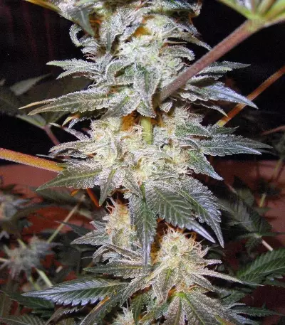 Jacky White (Paradise Seeds) Cannabis-Samen