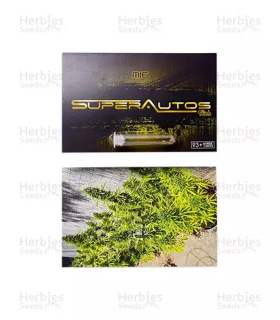 Mi 6 Auto (Flash Seeds) Cannabis-Samen
