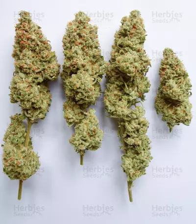 OG's Kush (BlimBurn Seeds) Cannabis-Samen