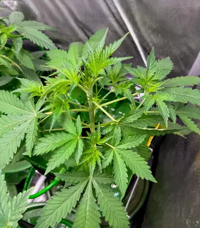 Orange Apricot Glue XL Auto feminisierte Samen (Sweet Seeds)