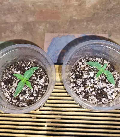 Respect 4 Gorilla (Expert Seeds) Cannabis-Samen