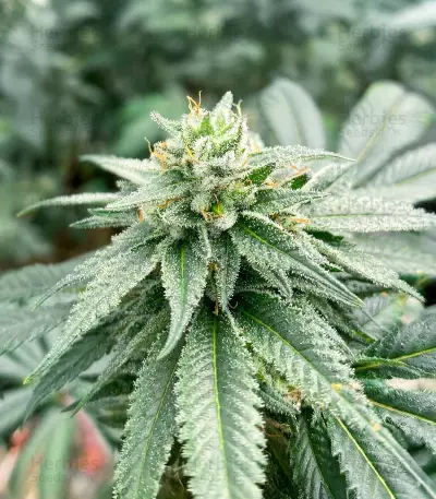 RudeBoi OG F1 feminisierte Samen (Seedkeepers)