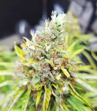 Skywalker Haze feminisierte Samen (Dutch Passion)