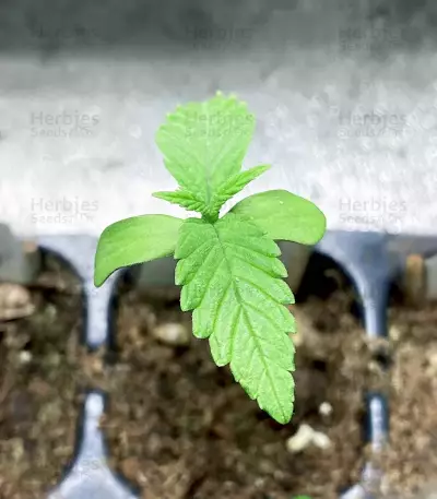 Afghan Kush Early Harvest (World of Seeds) Cannabis-Samen
