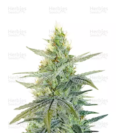 Apple Fritter feminisierte Samen (Barney's Farm)