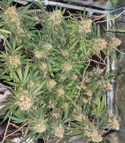 Blackberry Gum feminisierte Samen