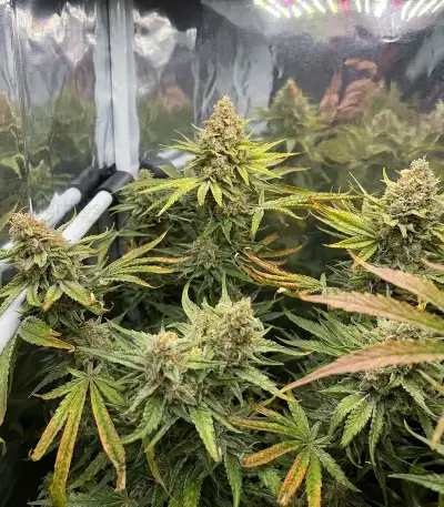 Heavy Head (Big Head Seeds) Cannabis-Samen