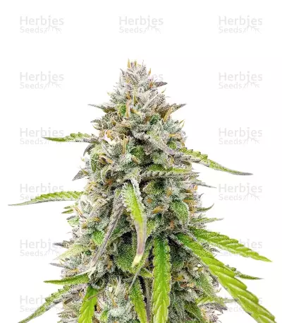 Humboldt Headband Autoflower feminisierte Samen (Humboldt Seed Company)
