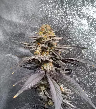 Mandarin Cookies R1 V2 feminisierte Samen (Ethos Genetics)