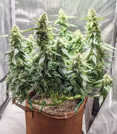 Mango Sherbert Autoflower feminisierte Samen (Humboldt Seed Company)