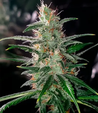 Medi Bomb 2 (Bomb Seeds) Cannabis-Samen