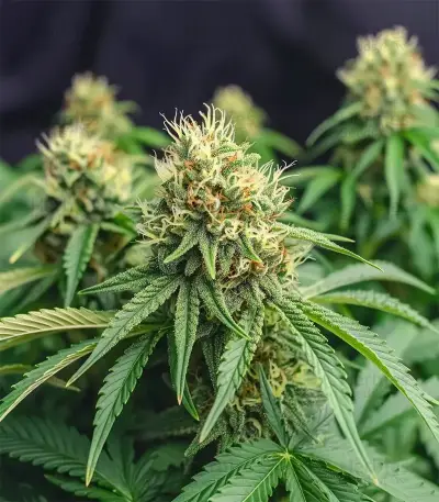 Northern Flame (Secret Valley Seeds) Cannabis-Samen