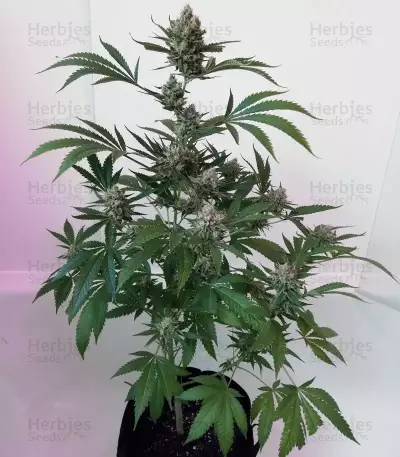 Pink Kush (Barney's Farm) Cannabis-Samen