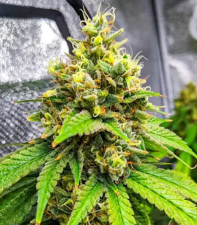 Section 781 Fast Flowering (Blimburn x Herbies)