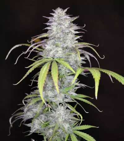Smoothie Auto (Fast Buds) Cannabis-Samen